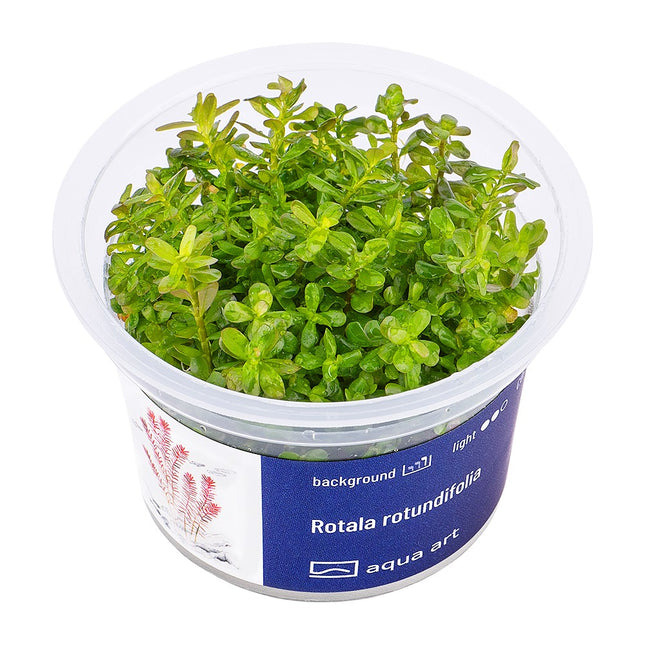 Rotala rotundifolia 'Green' - In Vitro