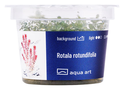 Rotala rotundifolia - In Vitro