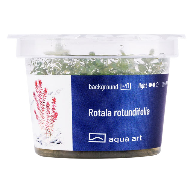 Rotala rotundifolia - In Vitro