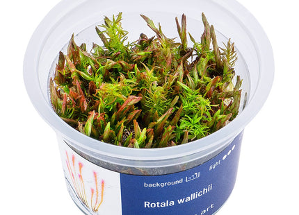 Rotala wallichii - In Vitro
