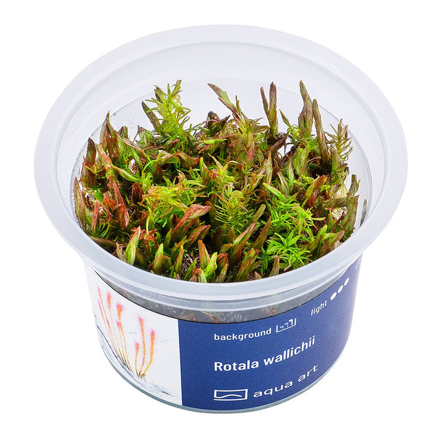 Rotala wallichii - In Vitro