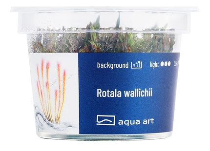 Rotala wallichii - In Vitro