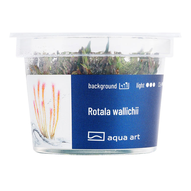 Rotala wallichii - In Vitro