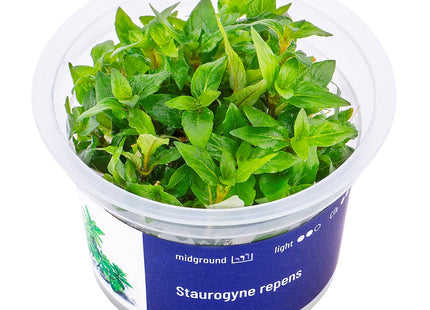 Staurogyne repens - In Vitro