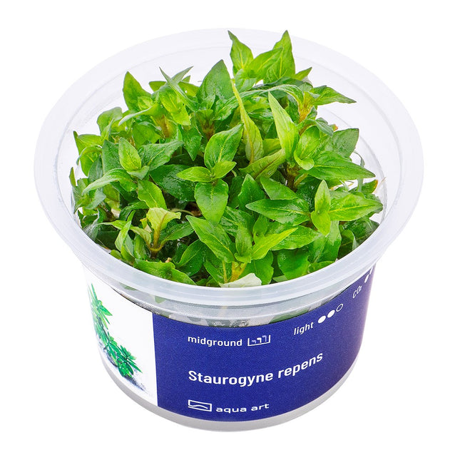 Staurogyne repens - In Vitro