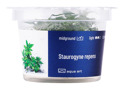 Staurogyne repens - In Vitro