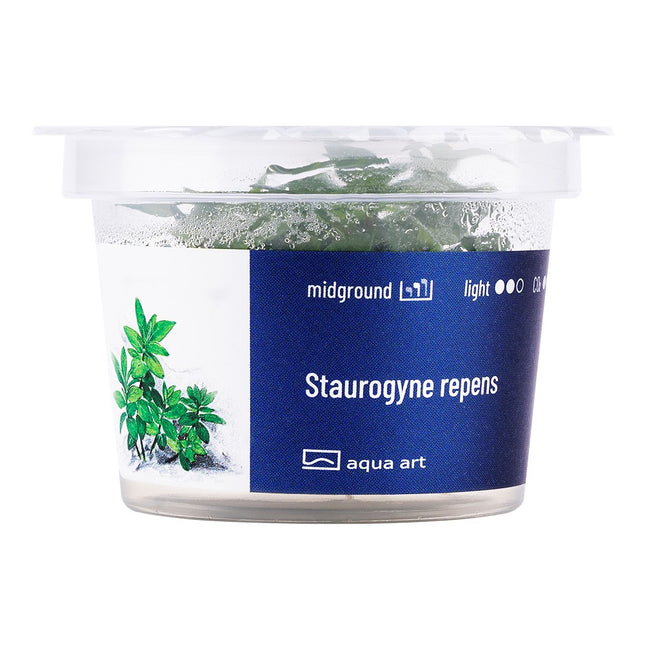 Staurogyne repens - In Vitro