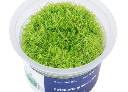 Utricularia graminifolia - In Vitro
