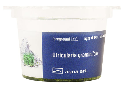 Utricularia graminifolia - In Vitro