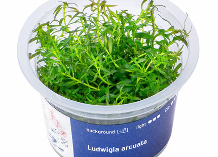 Ludwigia arcuata - In Vitro