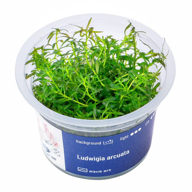 Ludwigia arcuata - In Vitro