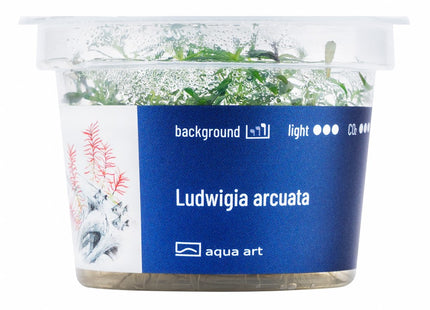 Ludwigia arcuata - In Vitro