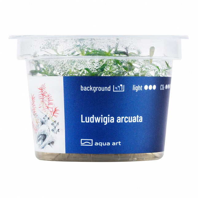 Ludwigia arcuata - In Vitro