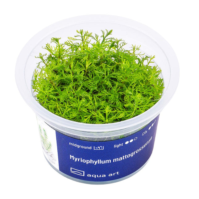 Myriophyllum mattogrossense - In Vitro