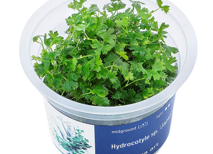 Hydrocotyle sp.'Japan' - In Vitro