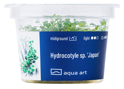 Hydrocotyle sp.'Japan' - In Vitro