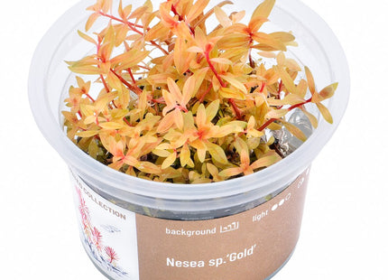 Nesea sp. 'Gold' - In Vitro