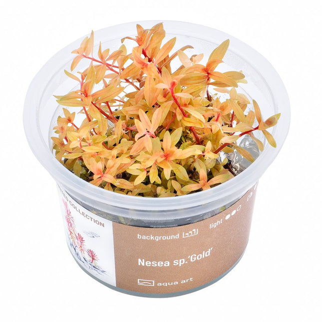 Nesea sp. 'Gold' - In Vitro