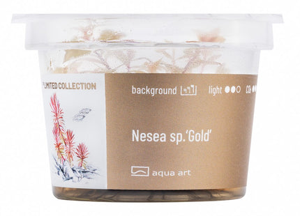 Nesea sp. 'Gold' - In Vitro