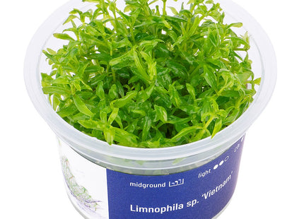 Limnophila Vietnam - In Vitro