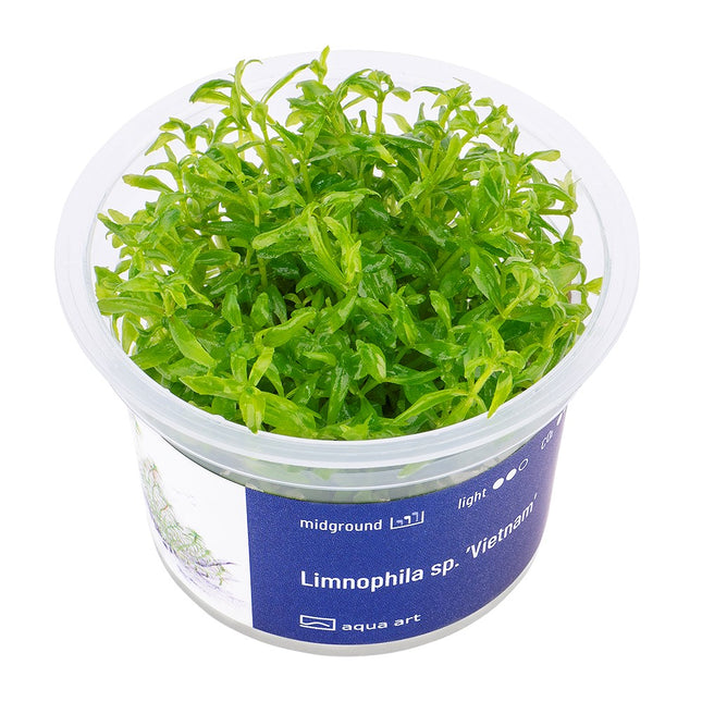 Limnophila Vietnam - In Vitro