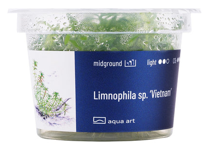 Limnophila Vietnam - In Vitro