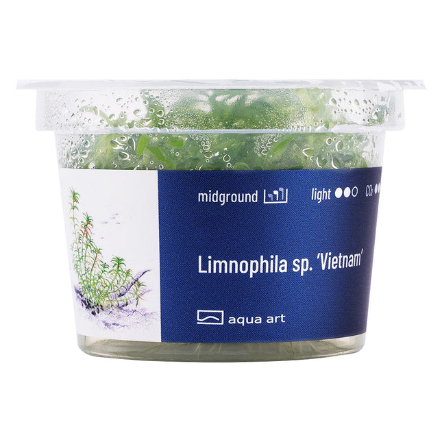 Limnophila Vietnam - In Vitro