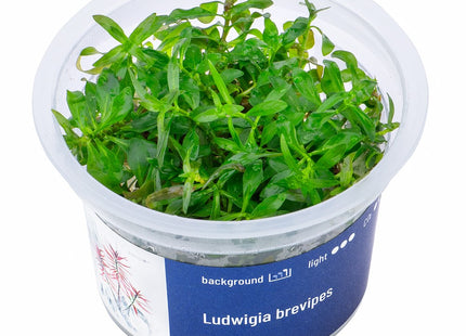 Ludwigia brevipes - In Vitro