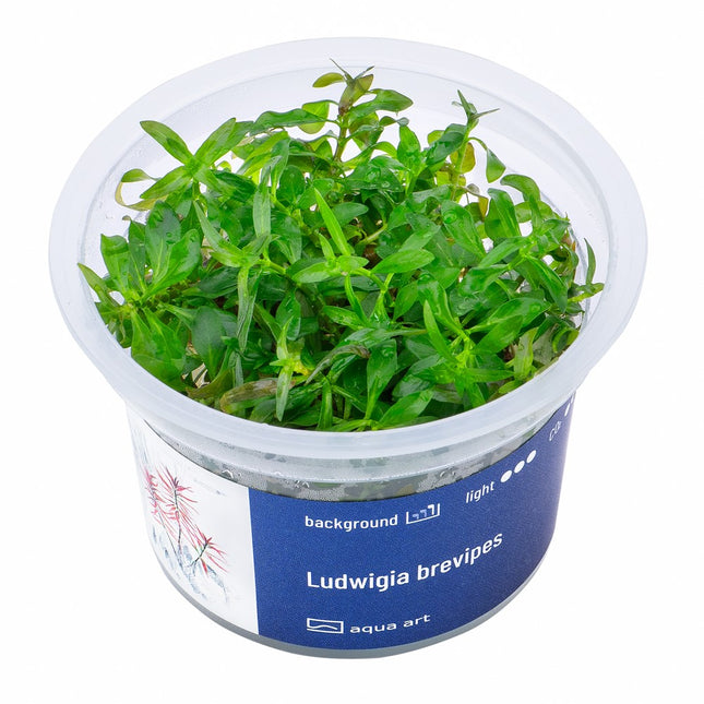 Ludwigia brevipes - In Vitro