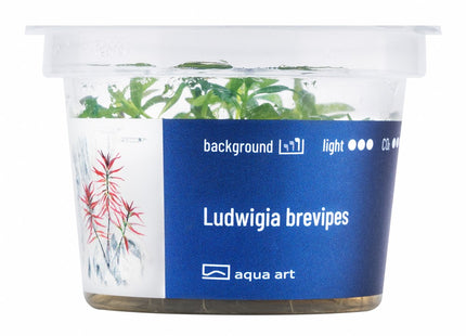 Ludwigia brevipes - In Vitro