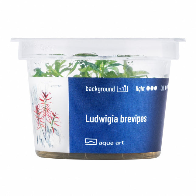 Ludwigia brevipes - In Vitro