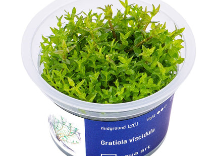 Gratiola viscidula - In Vitro