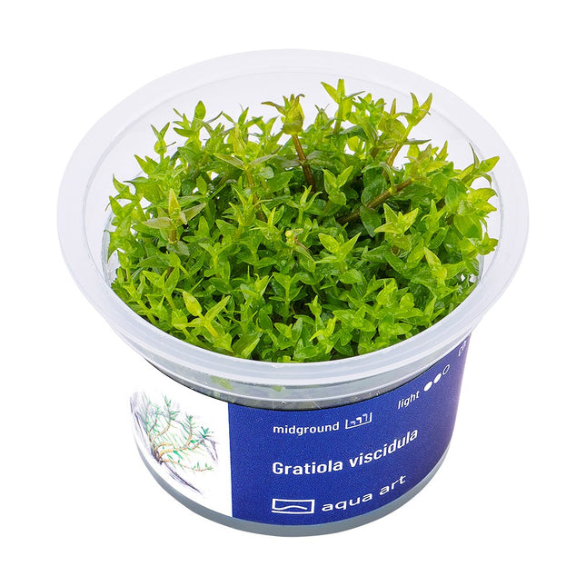 Gratiola viscidula - In Vitro