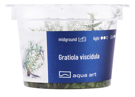 Gratiola viscidula - In Vitro