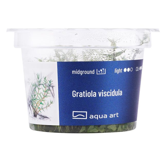 Gratiola viscidula - In Vitro