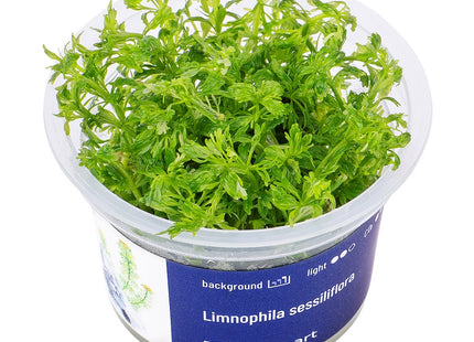 Limnophila sessiliflora - In Vitro