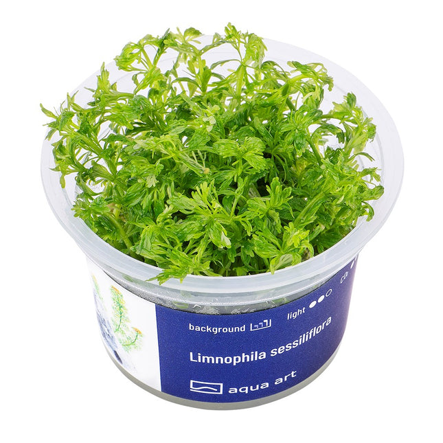 Limnophila sessiliflora - In Vitro