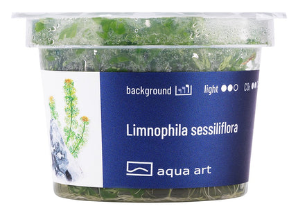 Limnophila sessiliflora - In Vitro