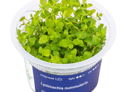 Lysimachia nummularia - In Vitro