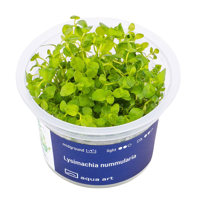 Lysimachia nummularia - In Vitro