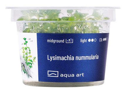 Lysimachia nummularia - In Vitro