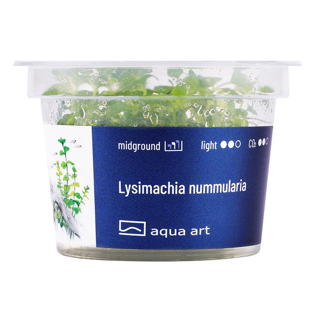 Lysimachia nummularia - In Vitro