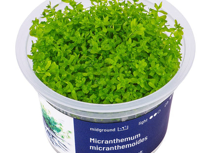 Micranthemum micranthemoides - In Vitro