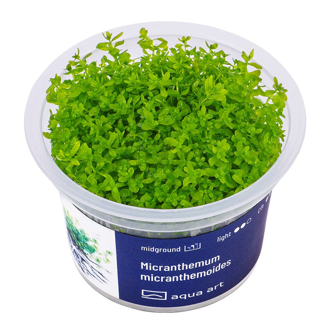 Micranthemum micranthemoides - In Vitro
