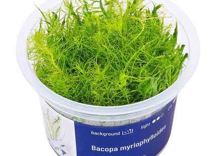Bacopa myriophylloides - In Vitro