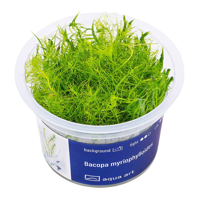 Bacopa myriophylloides - In Vitro