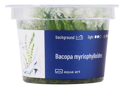 Bacopa myriophylloides - In Vitro