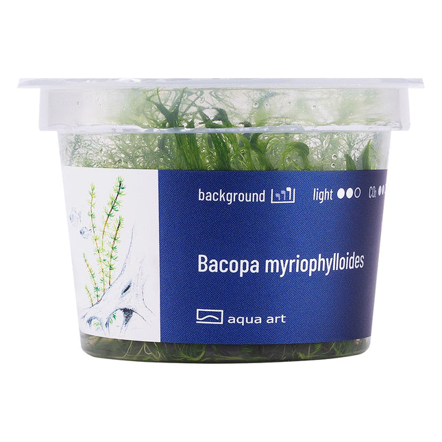 Bacopa myriophylloides - In Vitro