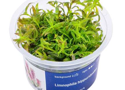 Limnophila hippuridoides - In Vitro