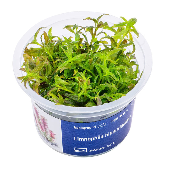 Limnophila hippuridoides - In Vitro